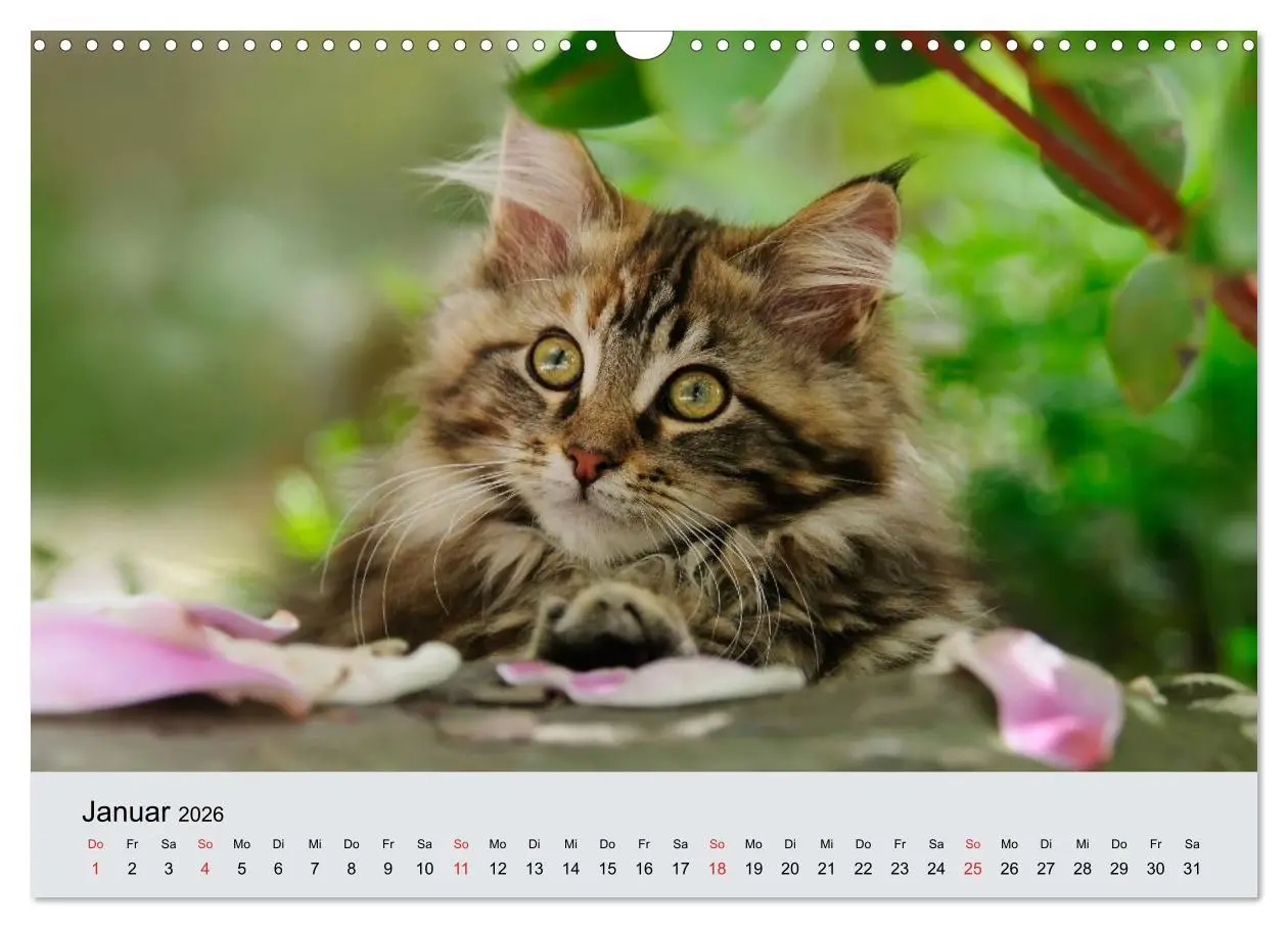 Bild: 9783516204285 | Katzen im Garten (Wandkalender 2026 DIN A3 quer), CALVENDO...