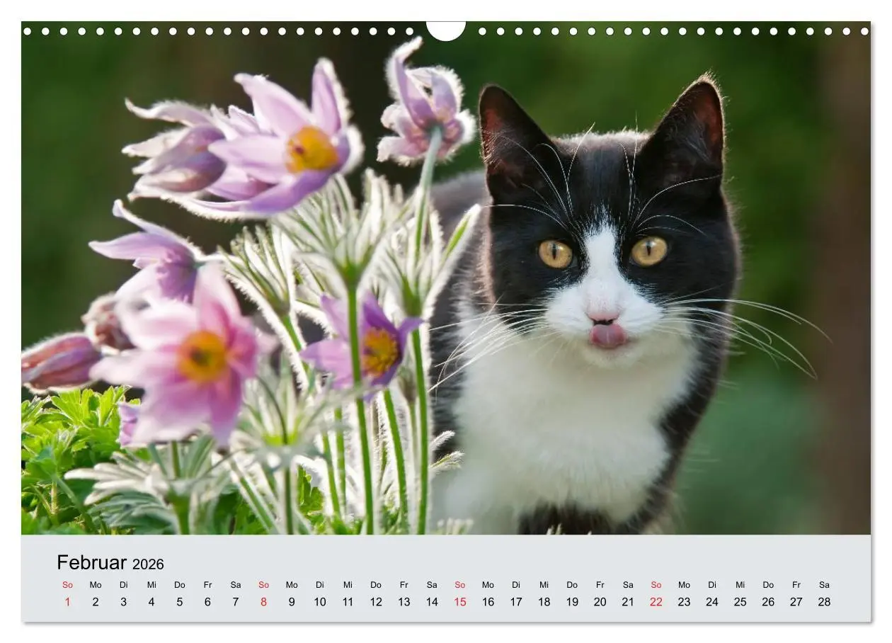Bild: 9783516204285 | Katzen im Garten (Wandkalender 2026 DIN A3 quer), CALVENDO...