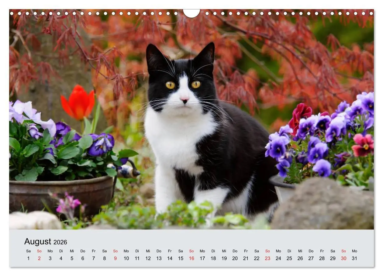 Bild: 9783516204285 | Katzen im Garten (Wandkalender 2026 DIN A3 quer), CALVENDO...