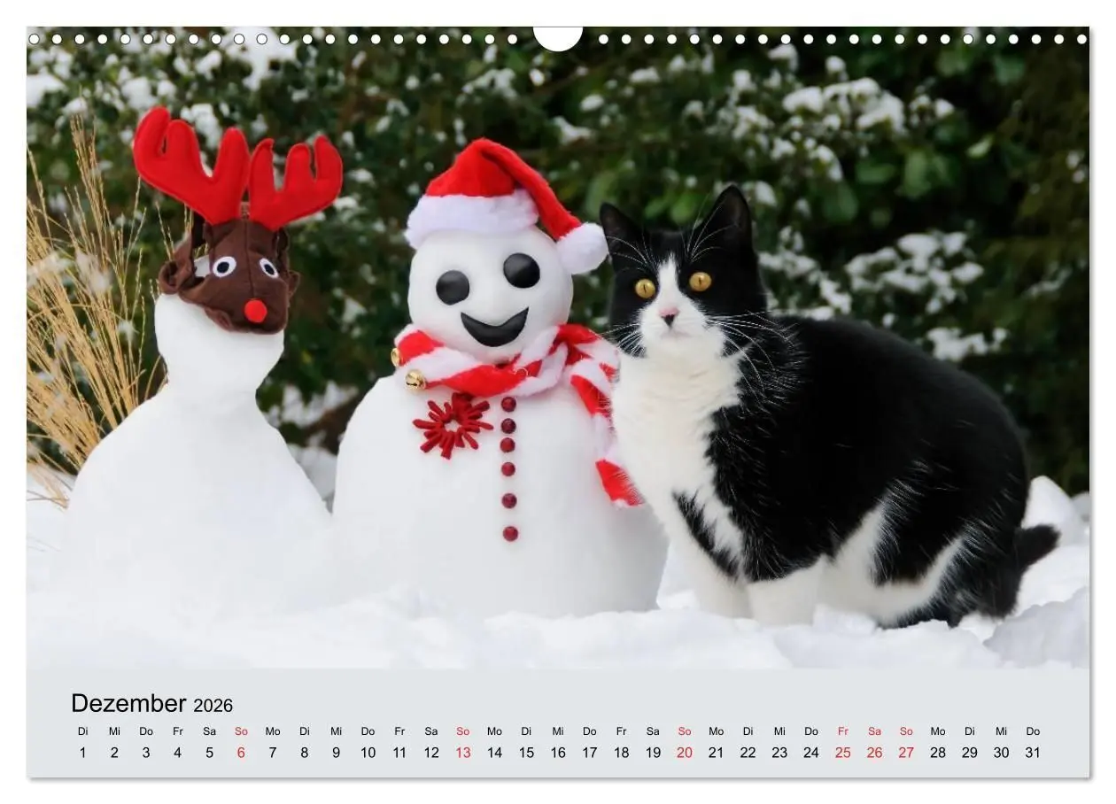 Bild: 9783516204285 | Katzen im Garten (Wandkalender 2026 DIN A3 quer), CALVENDO...