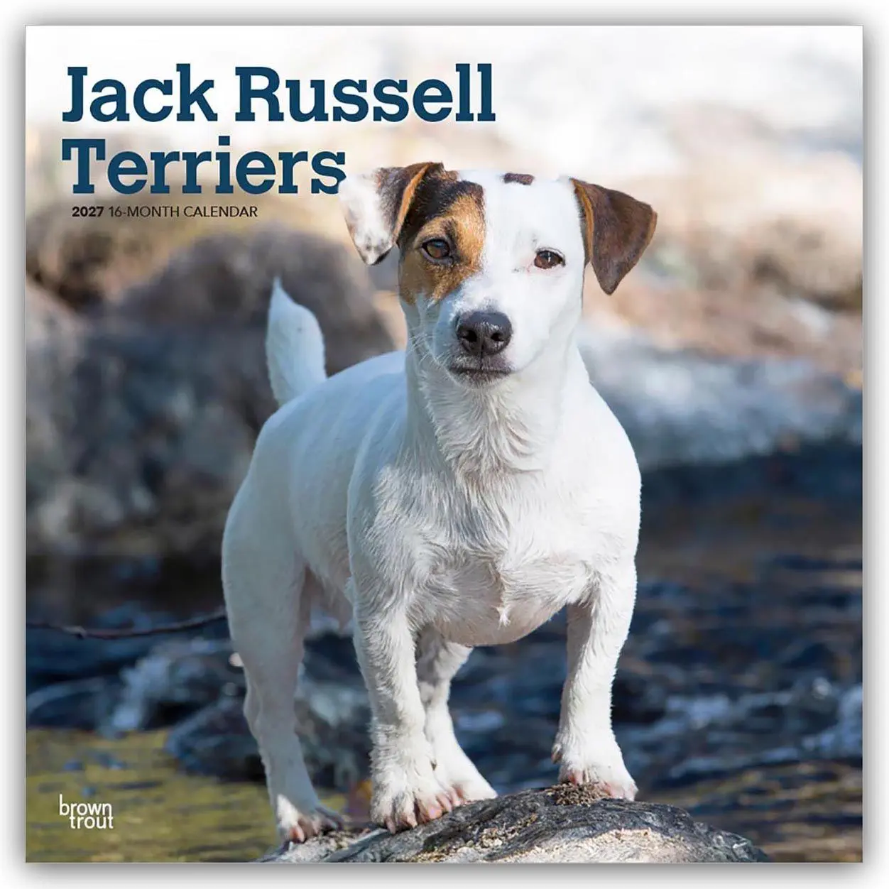 Cover: 9798330714285 | Jack Russel Terriers - Jack Russel Terrier 2027 - 16-Monatskalender