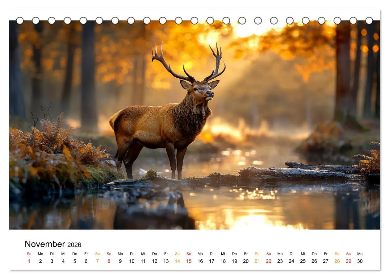 Bild: 9783457334485 | Wilde Tierwelt im Wald (Tischkalender 2026 DIN A5 quer), CALVENDO...
