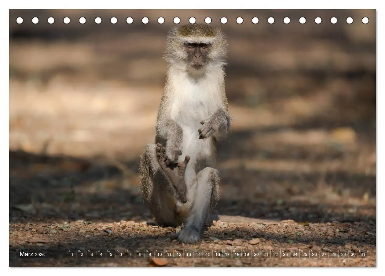 Bild: 9783457874585 | Abenteuer Sambia (Tischkalender 2026 DIN A5 quer), CALVENDO...