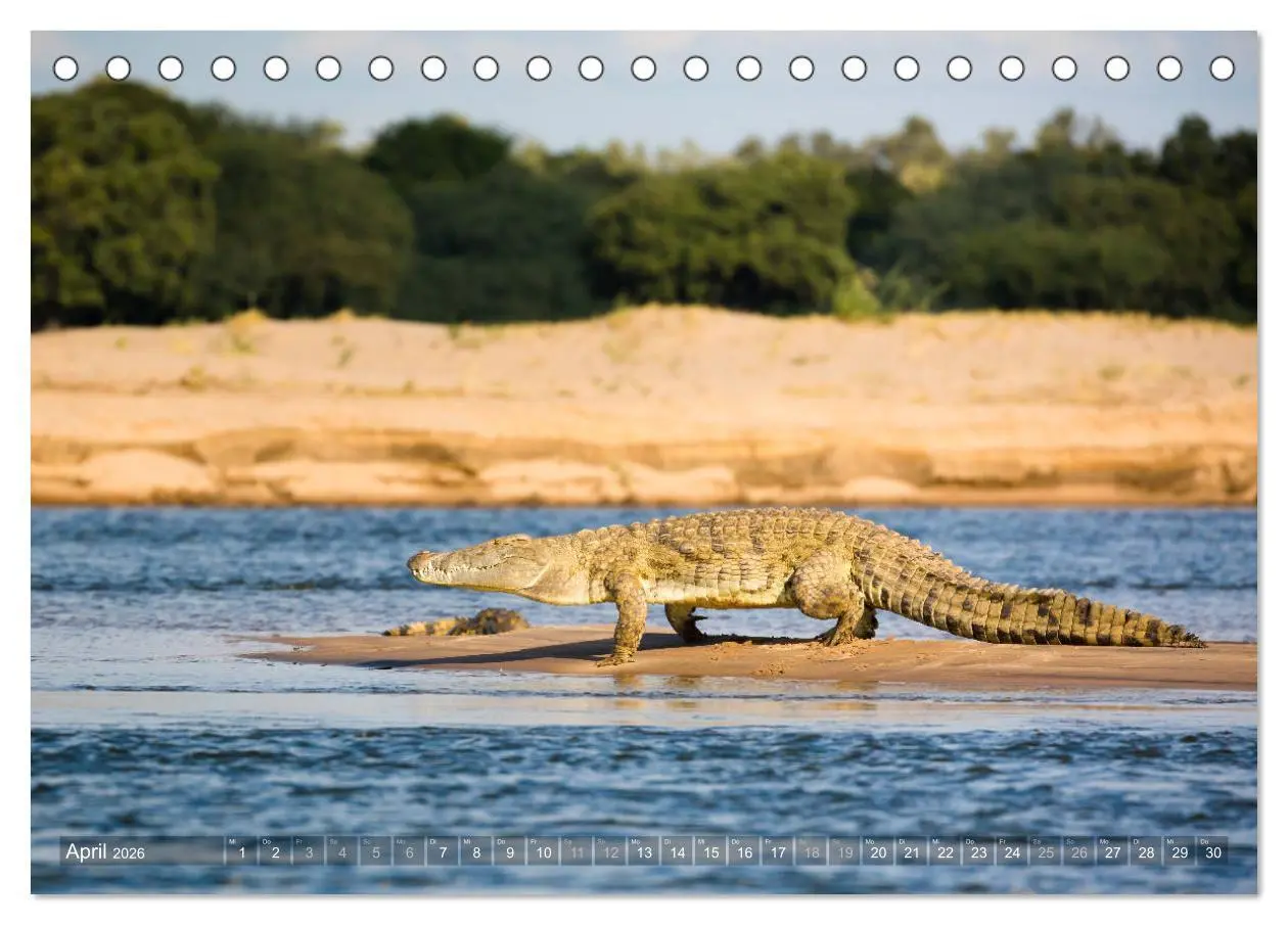 Bild: 9783457874585 | Abenteuer Sambia (Tischkalender 2026 DIN A5 quer), CALVENDO...