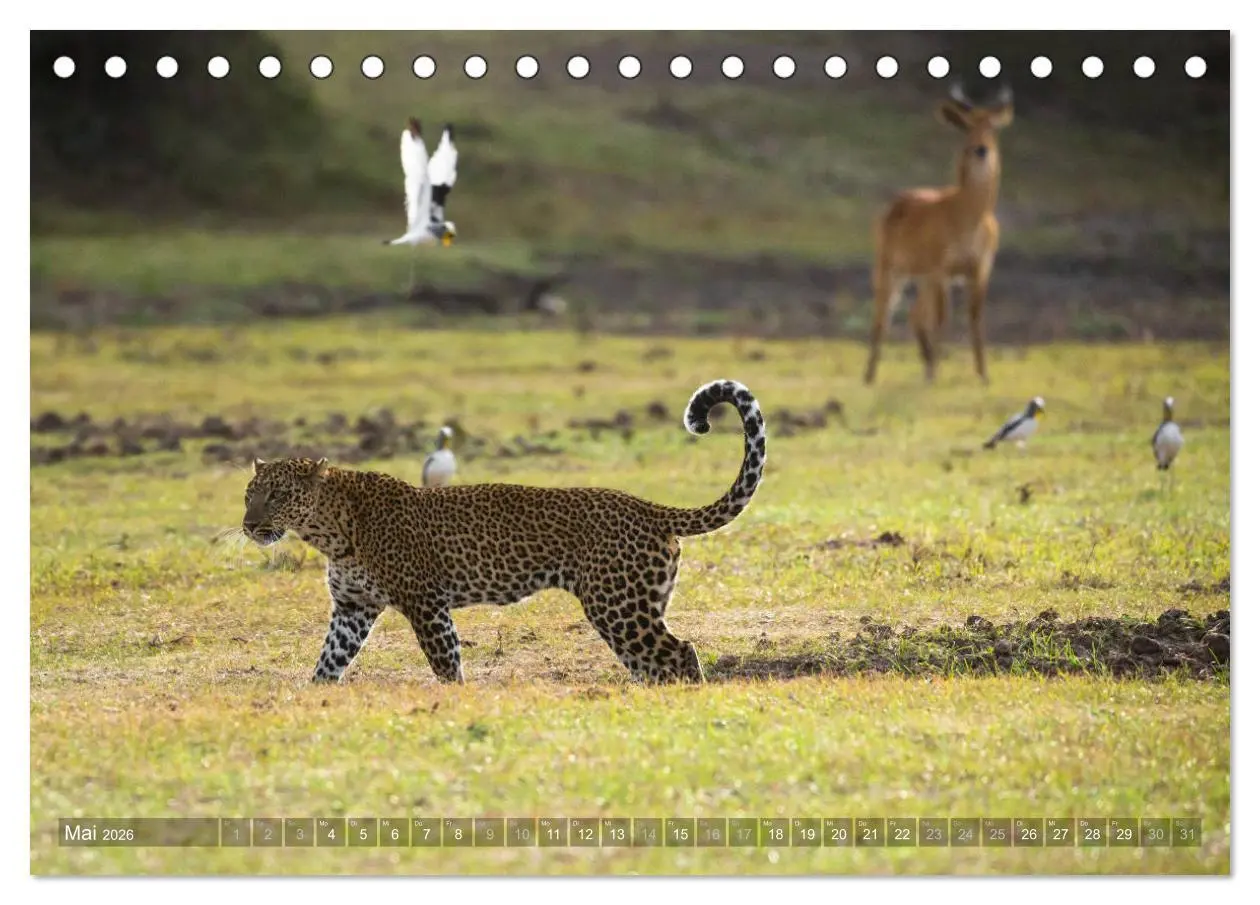Bild: 9783457874585 | Abenteuer Sambia (Tischkalender 2026 DIN A5 quer), CALVENDO...