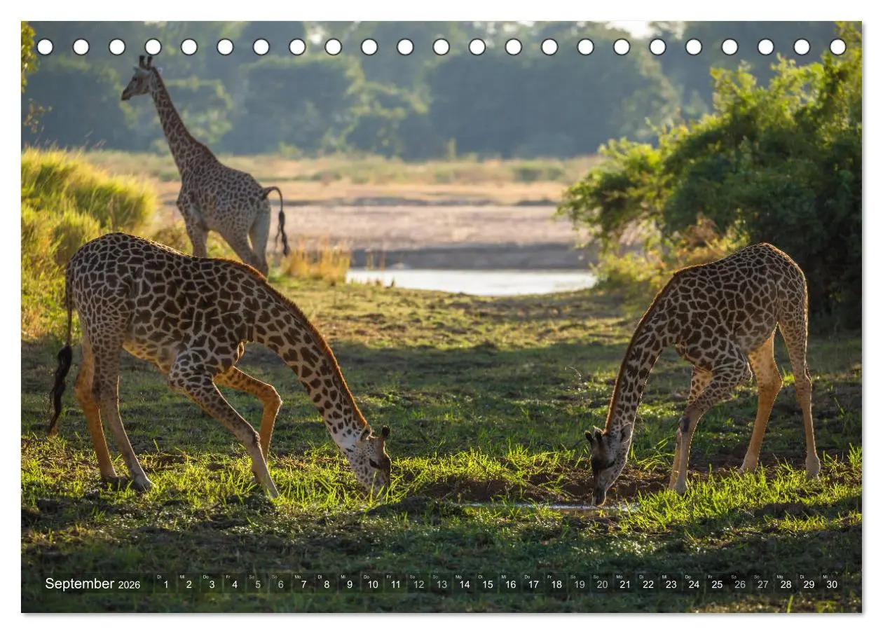 Bild: 9783457874585 | Abenteuer Sambia (Tischkalender 2026 DIN A5 quer), CALVENDO...