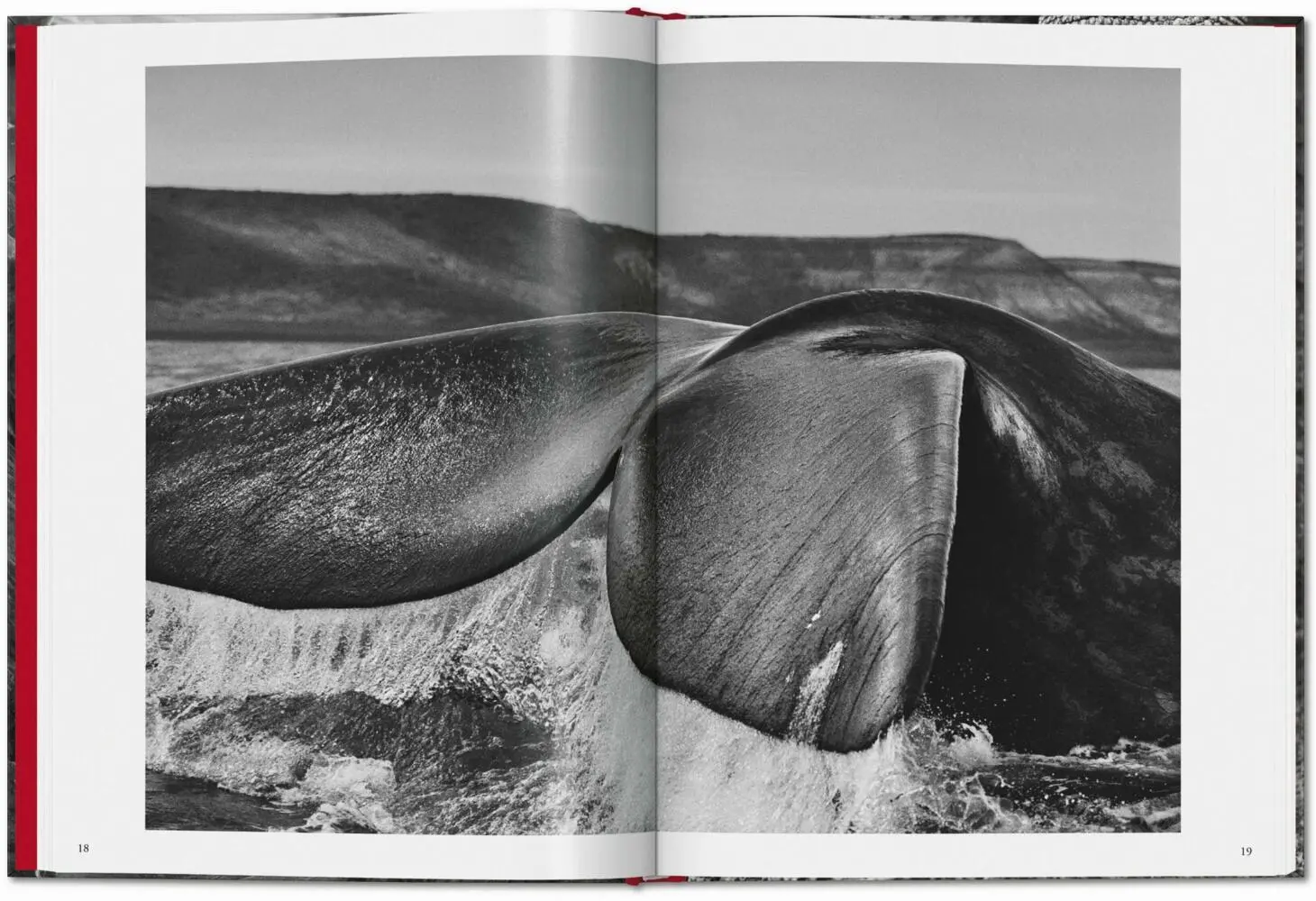 Bild: 9783836594585 | Sebastião Salgado. Génesis | Lélia Wanick Salgado | Buch | 192 S.