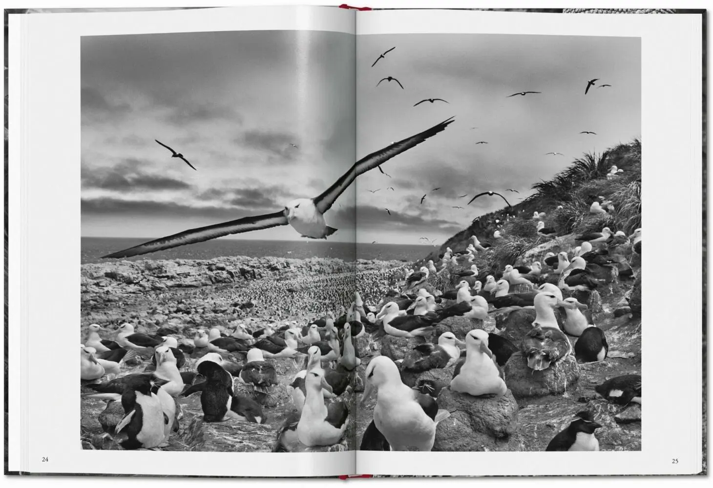 Bild: 9783836594585 | Sebastião Salgado. Génesis | Lélia Wanick Salgado | Buch | 192 S.