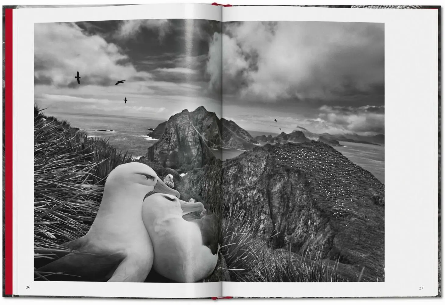 Bild: 9783836594585 | Sebastião Salgado. Génesis | Lélia Wanick Salgado | Buch | 192 S.