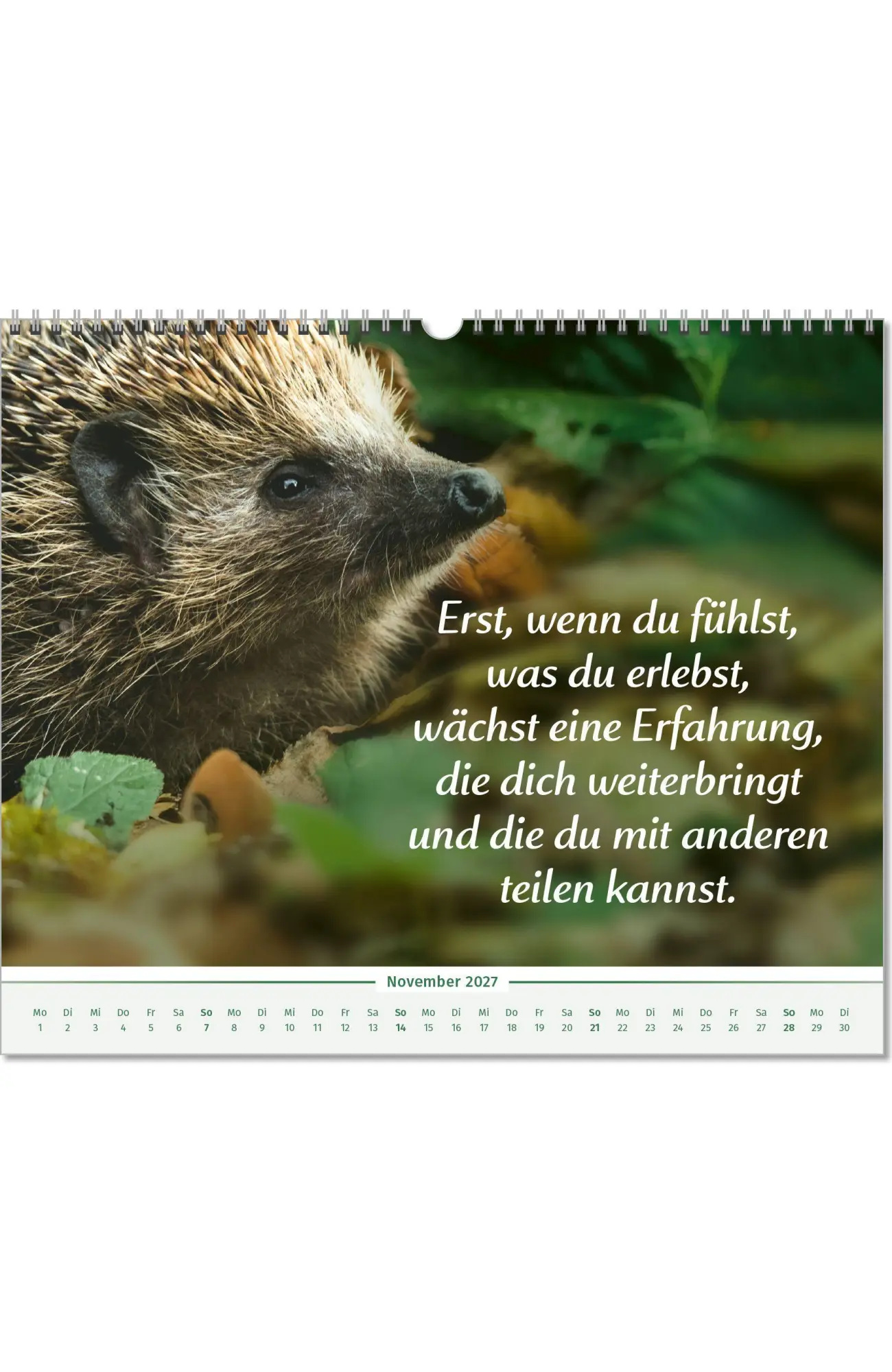 Bild: 9783910294585 | Der Lebensfreude-Inspirationen-Kalender 2027 | Doris Wolf (u. a.)