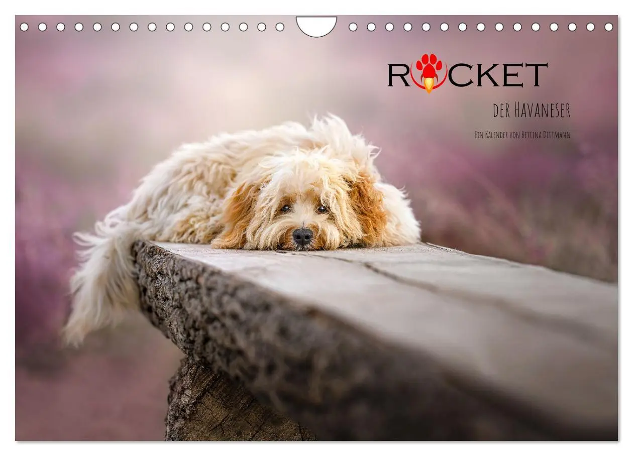 Cover: 9783457624685 | Rocket der Havaneser (Wandkalender 2026 DIN A4 quer), CALVENDO...