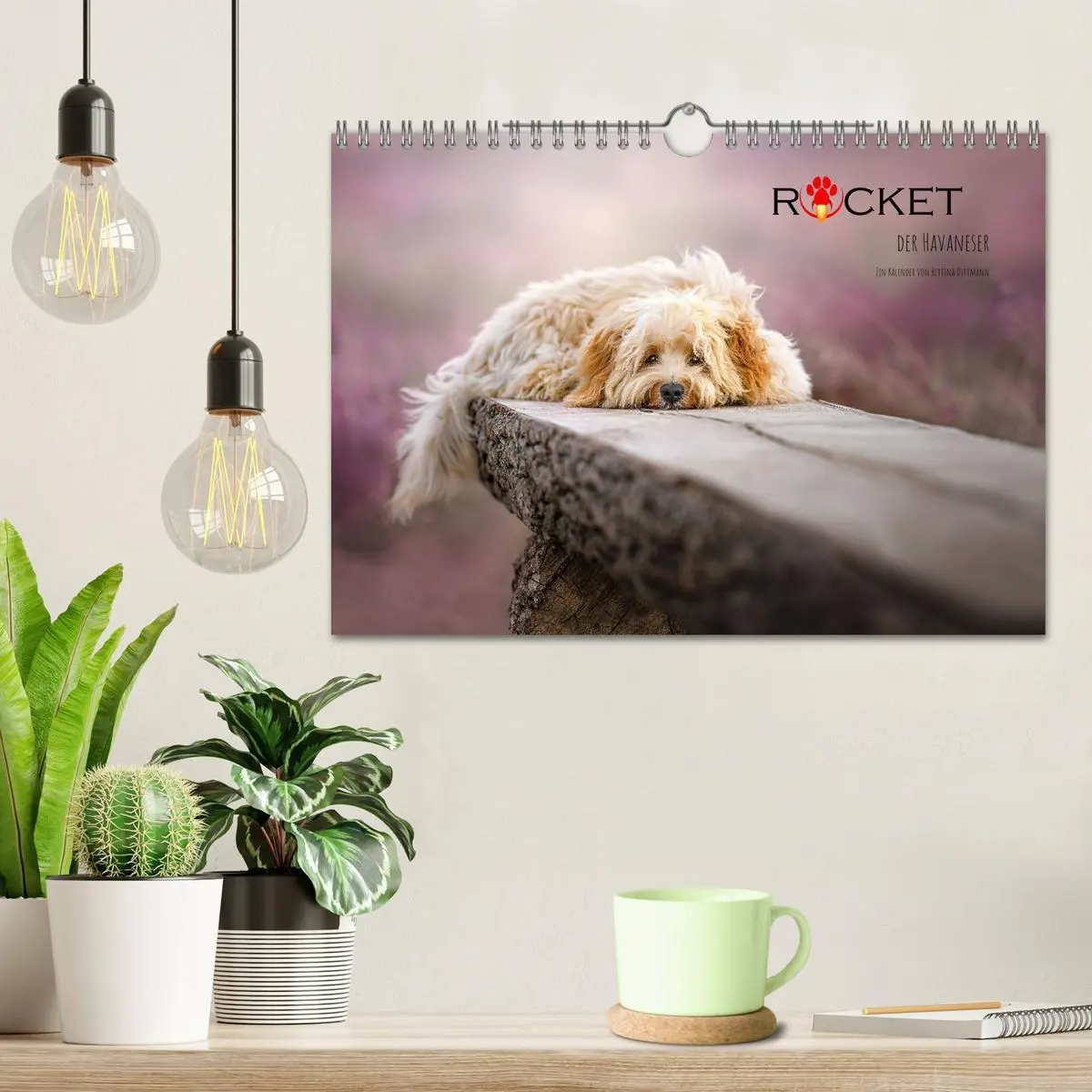 Bild: 9783457624685 | Rocket der Havaneser (Wandkalender 2026 DIN A4 quer), CALVENDO...