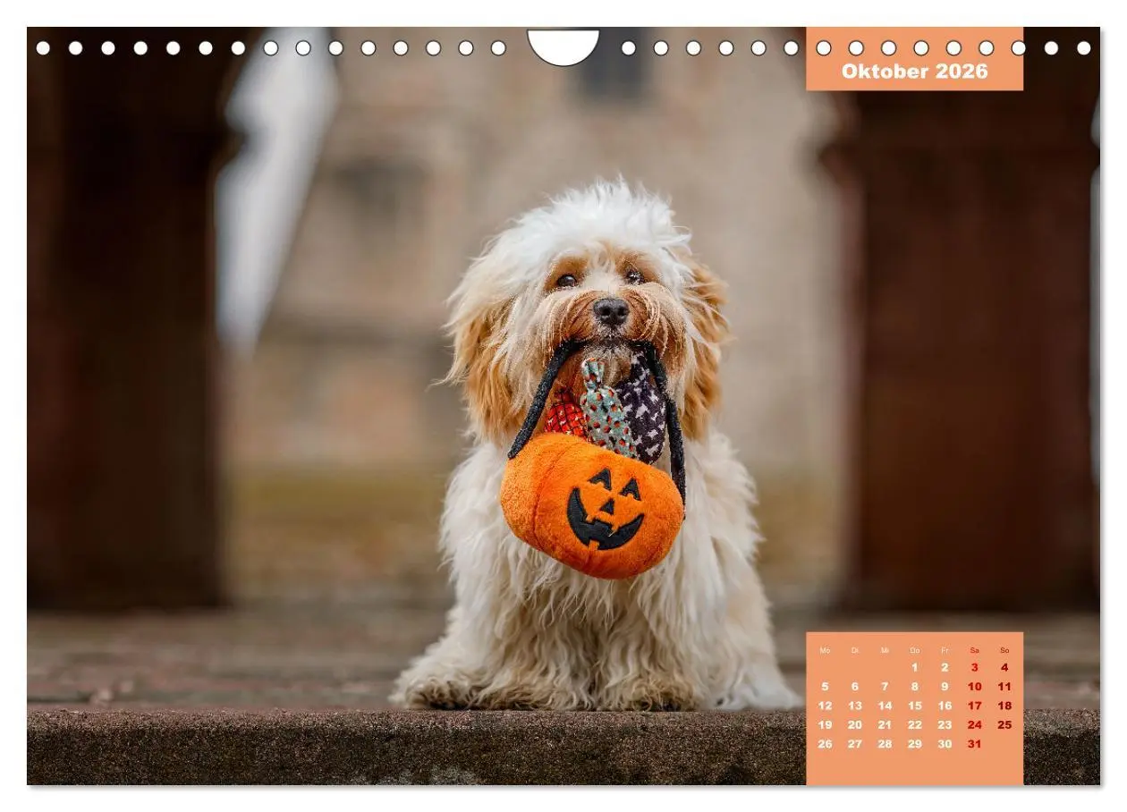 Bild: 9783457624685 | Rocket der Havaneser (Wandkalender 2026 DIN A4 quer), CALVENDO...