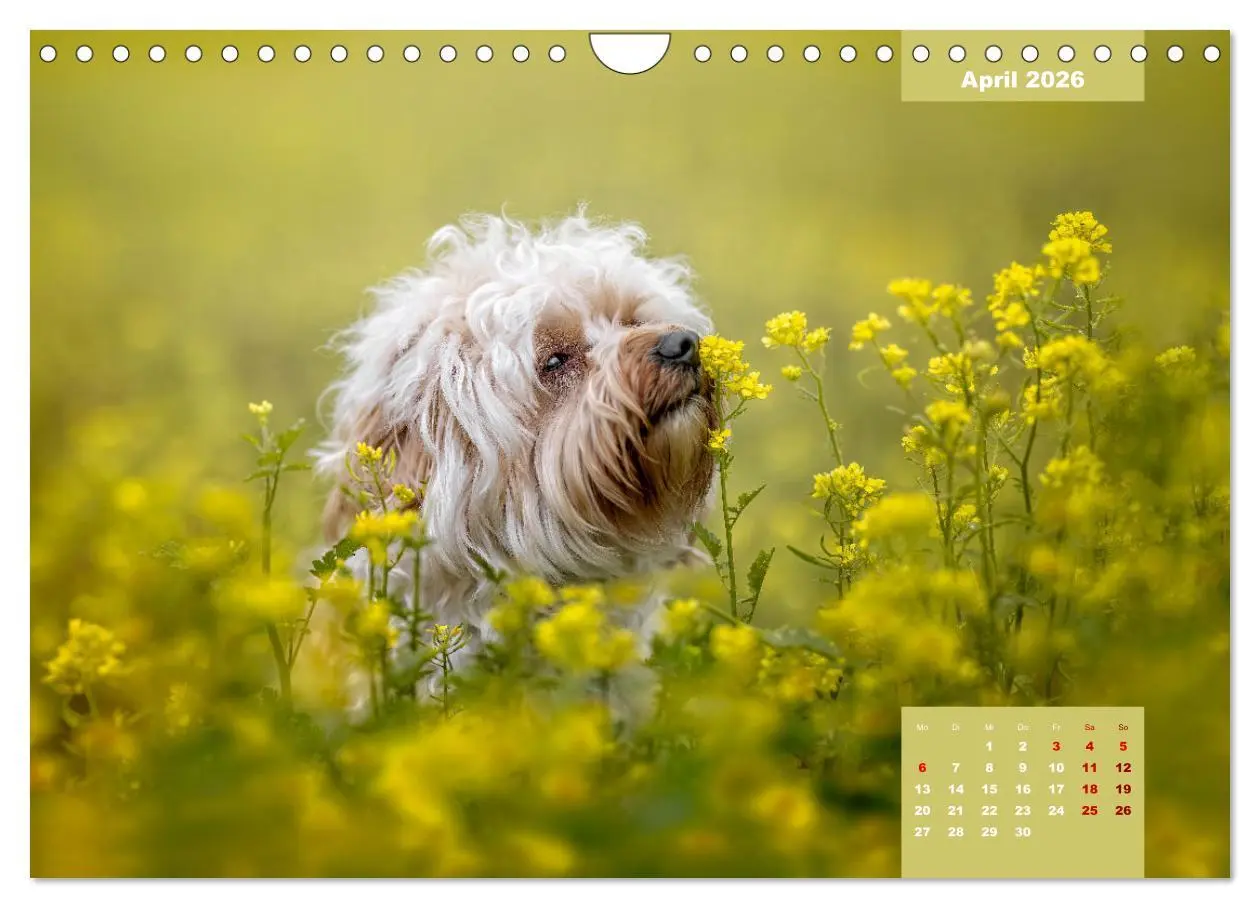 Bild: 9783457624685 | Rocket der Havaneser (Wandkalender 2026 DIN A4 quer), CALVENDO...