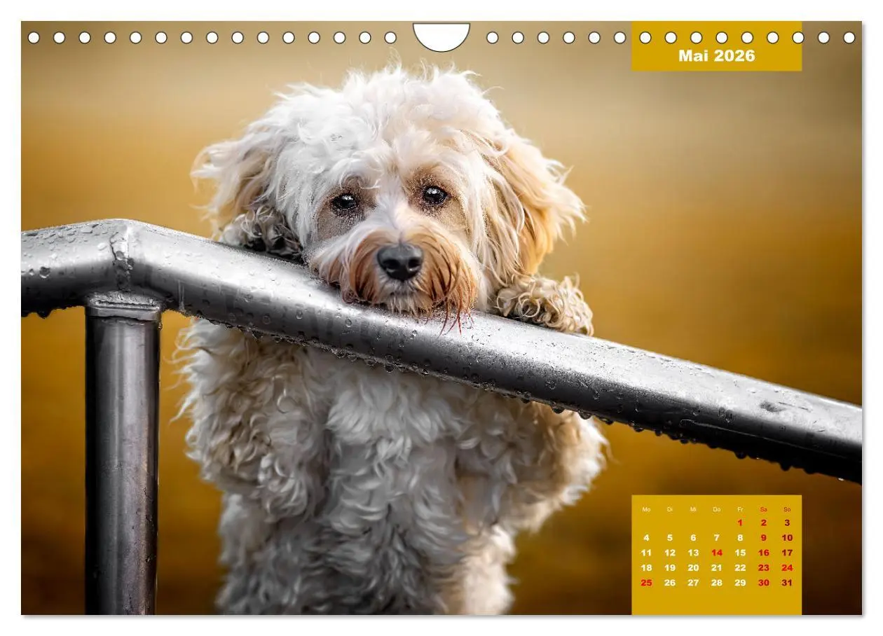 Bild: 9783457624685 | Rocket der Havaneser (Wandkalender 2026 DIN A4 quer), CALVENDO...