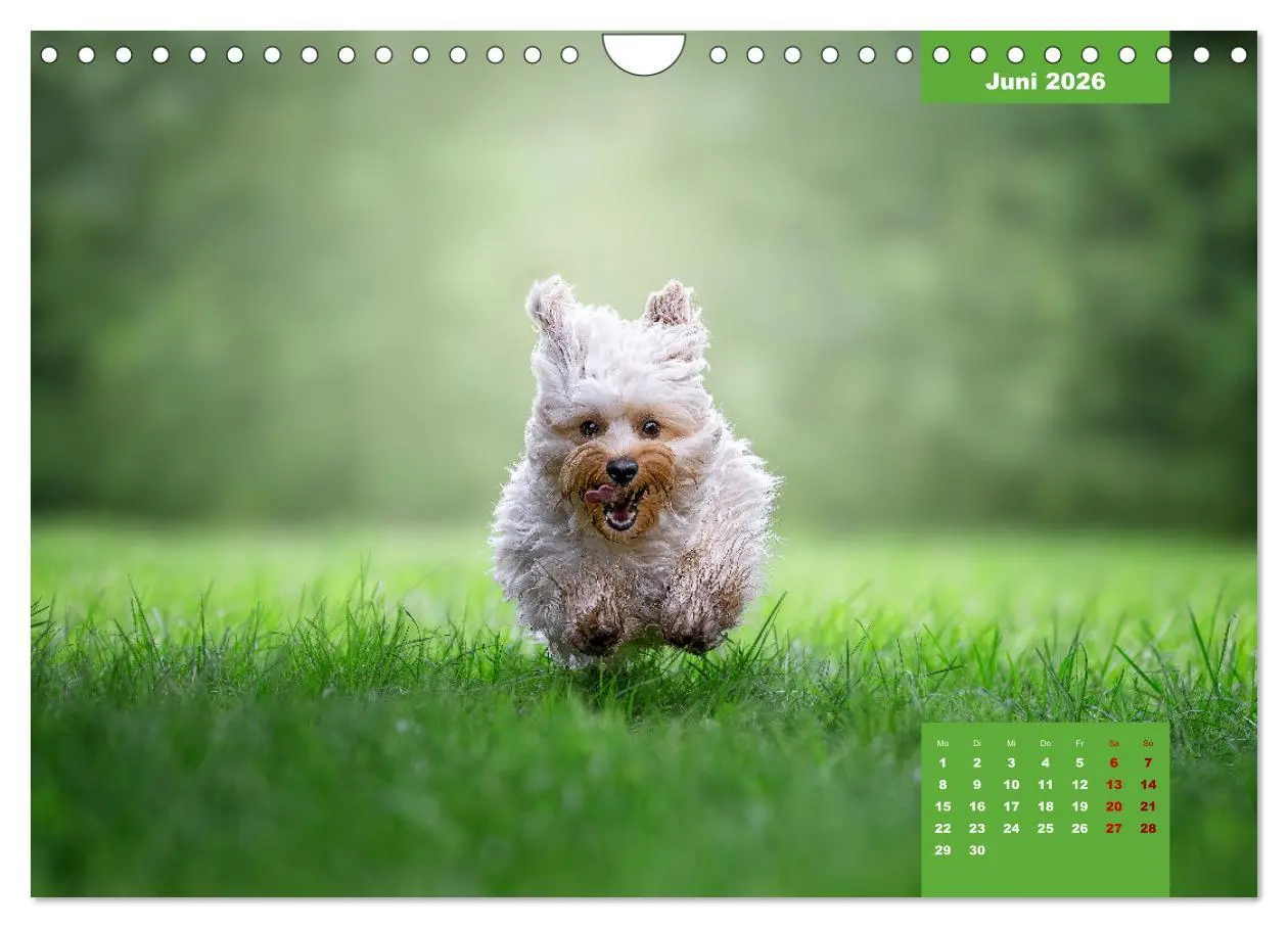 Bild: 9783457624685 | Rocket der Havaneser (Wandkalender 2026 DIN A4 quer), CALVENDO...