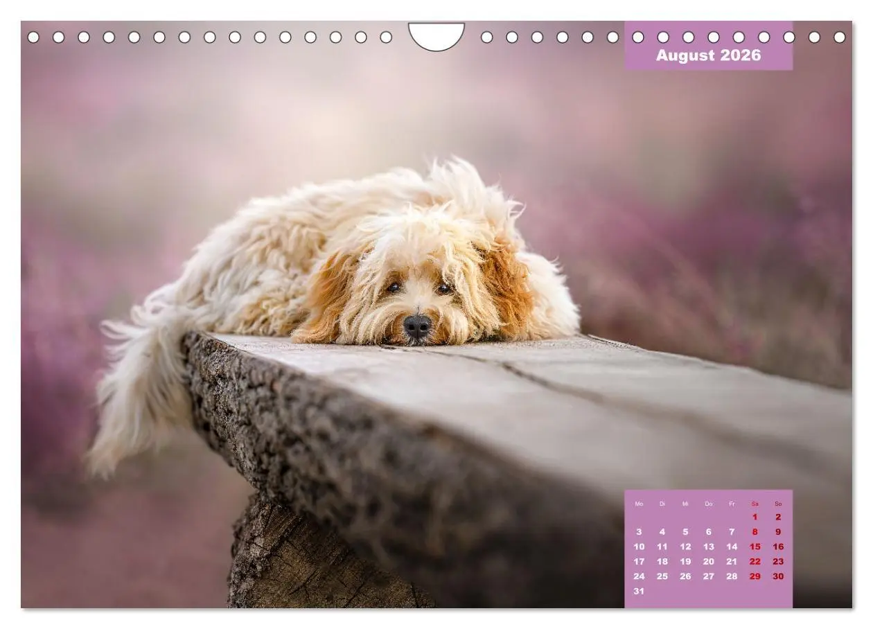 Bild: 9783457624685 | Rocket der Havaneser (Wandkalender 2026 DIN A4 quer), CALVENDO...