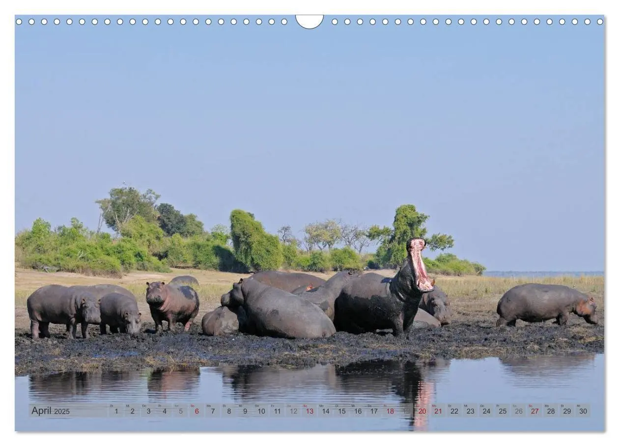 Bild: 9783435764785 | Flusspferde Magie des Augenblicks - Hippos in Afrika (Wandkalender...
