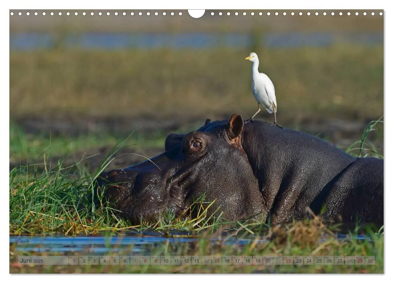 Bild: 9783435764785 | Flusspferde Magie des Augenblicks - Hippos in Afrika (Wandkalender...