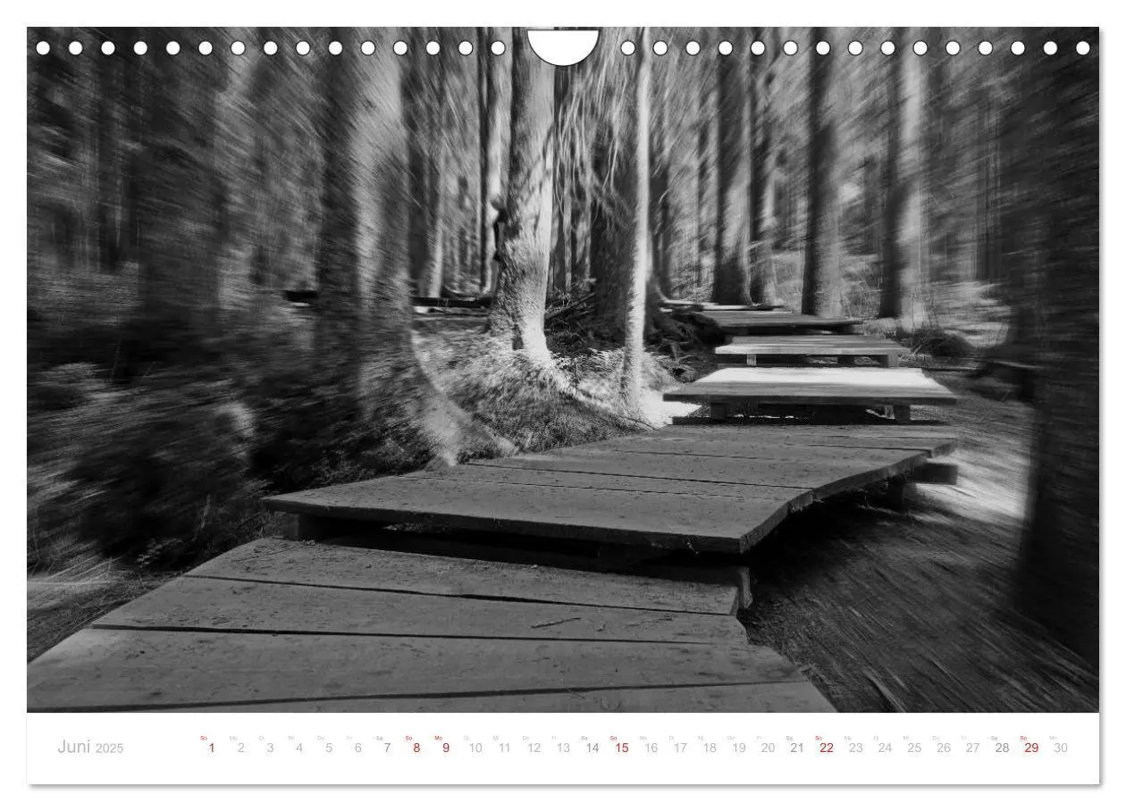 Bild: 9783435514885 | Mystischer Schwarzwald (Wandkalender 2025 DIN A4 quer), CALVENDO...