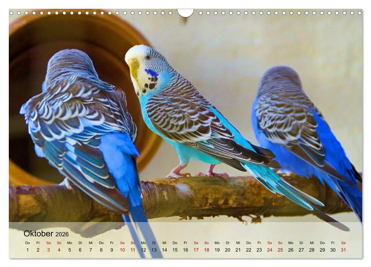Bild: 9783457604885 | Wellensittiche - gesellige Freunde (Wandkalender 2026 DIN A3 quer),...