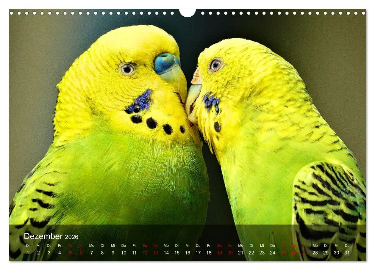 Bild: 9783457604885 | Wellensittiche - gesellige Freunde (Wandkalender 2026 DIN A3 quer),...