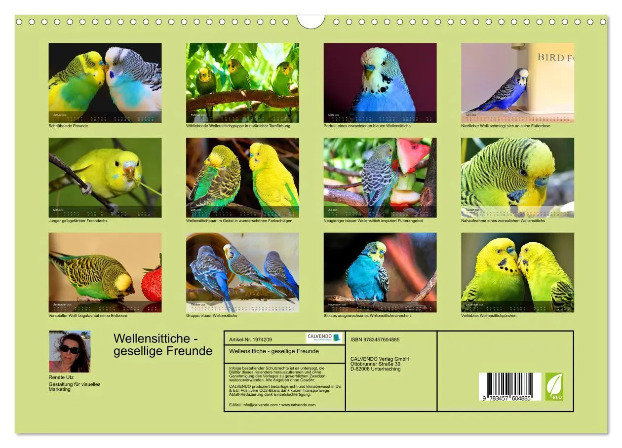 Bild: 9783457604885 | Wellensittiche - gesellige Freunde (Wandkalender 2026 DIN A3 quer),...