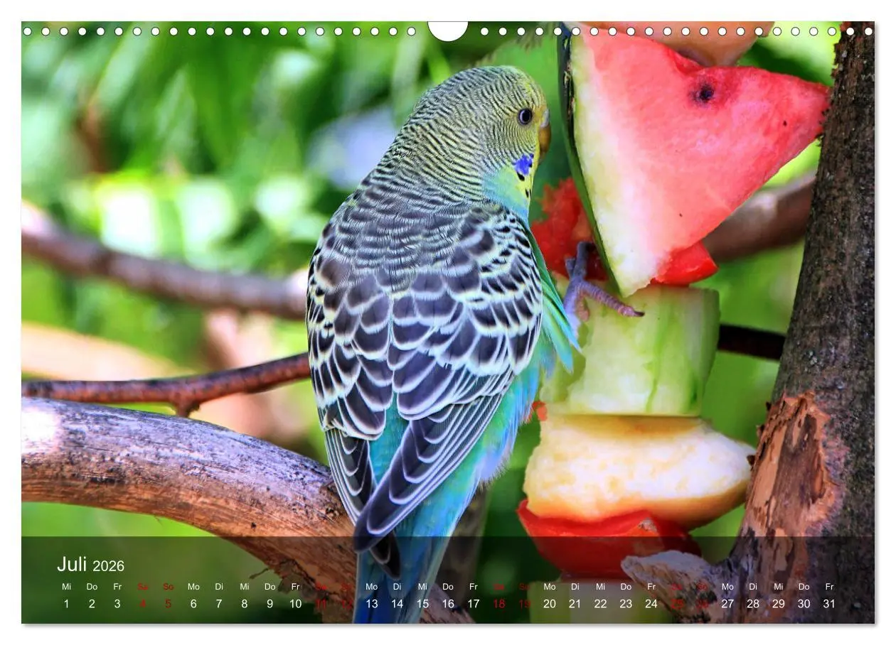 Bild: 9783457604885 | Wellensittiche - gesellige Freunde (Wandkalender 2026 DIN A3 quer),...