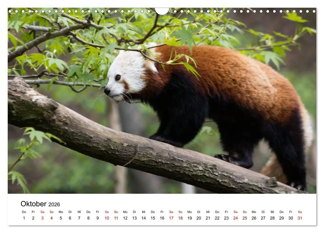 Bild: 9783457834985 | Rote Pandas - geschickte Kletterer (Wandkalender 2026 DIN A3 quer),...