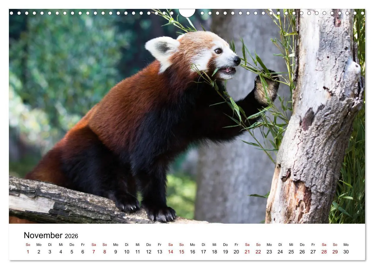 Bild: 9783457834985 | Rote Pandas - geschickte Kletterer (Wandkalender 2026 DIN A3 quer),...