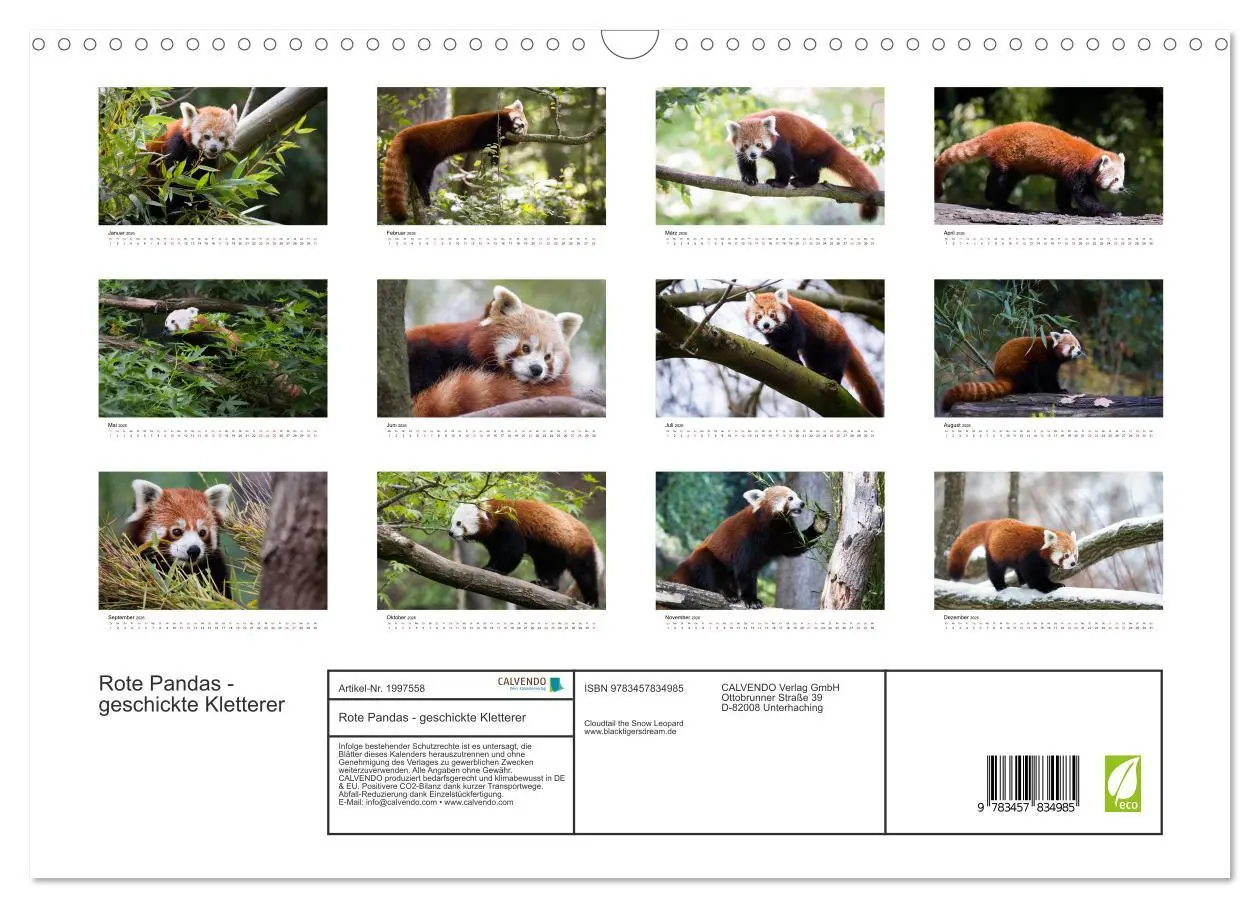 Bild: 9783457834985 | Rote Pandas - geschickte Kletterer (Wandkalender 2026 DIN A3 quer),...