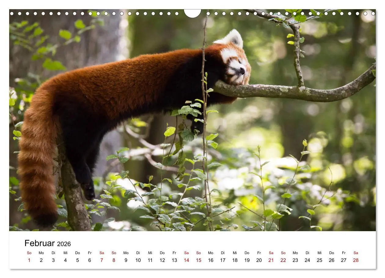 Bild: 9783457834985 | Rote Pandas - geschickte Kletterer (Wandkalender 2026 DIN A3 quer),...