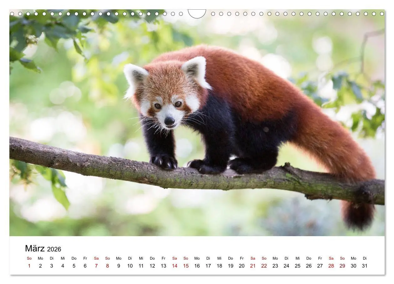 Bild: 9783457834985 | Rote Pandas - geschickte Kletterer (Wandkalender 2026 DIN A3 quer),...