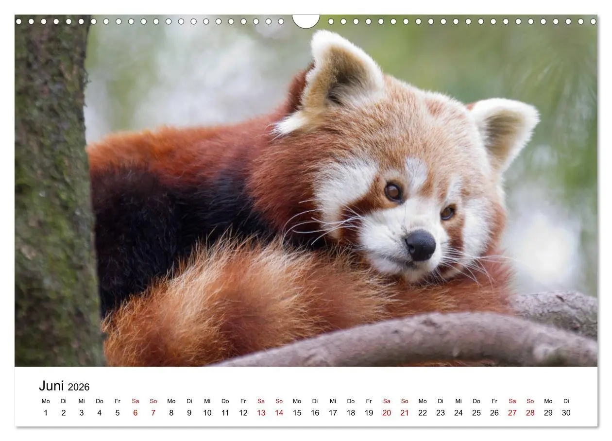 Bild: 9783457834985 | Rote Pandas - geschickte Kletterer (Wandkalender 2026 DIN A3 quer),...