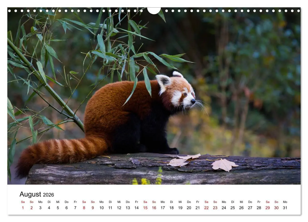 Bild: 9783457834985 | Rote Pandas - geschickte Kletterer (Wandkalender 2026 DIN A3 quer),...