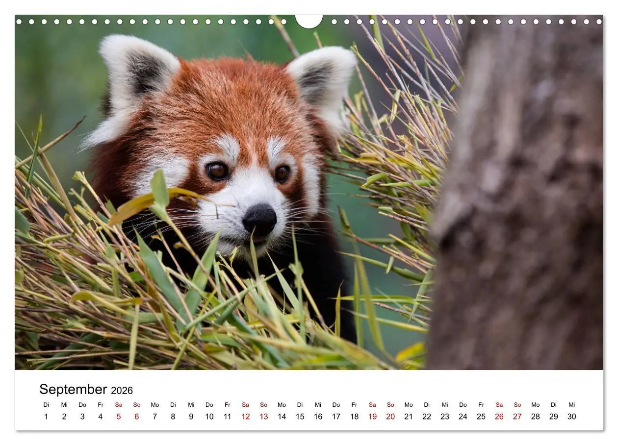 Bild: 9783457834985 | Rote Pandas - geschickte Kletterer (Wandkalender 2026 DIN A3 quer),...