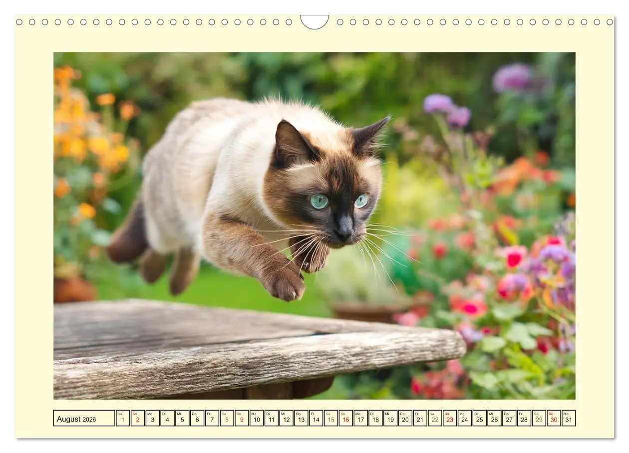 Bild: 9783516094985 | Edle Siamkatzen. Anmut und Charakter im Spiel mit der Natur...