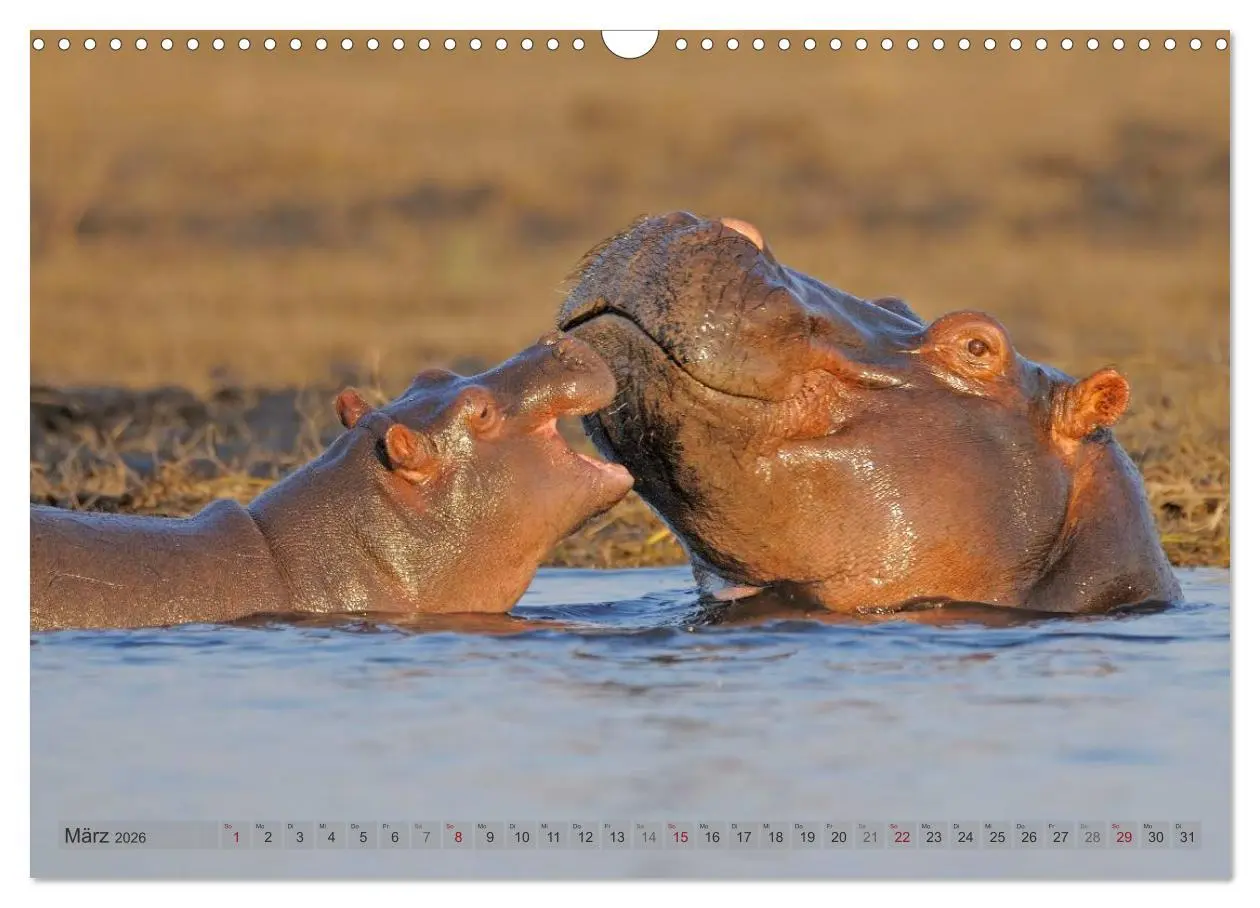 Bild: 9783516164985 | Flusspferde Magie des Augenblicks - Hippos in Afrika (Wandkalender...