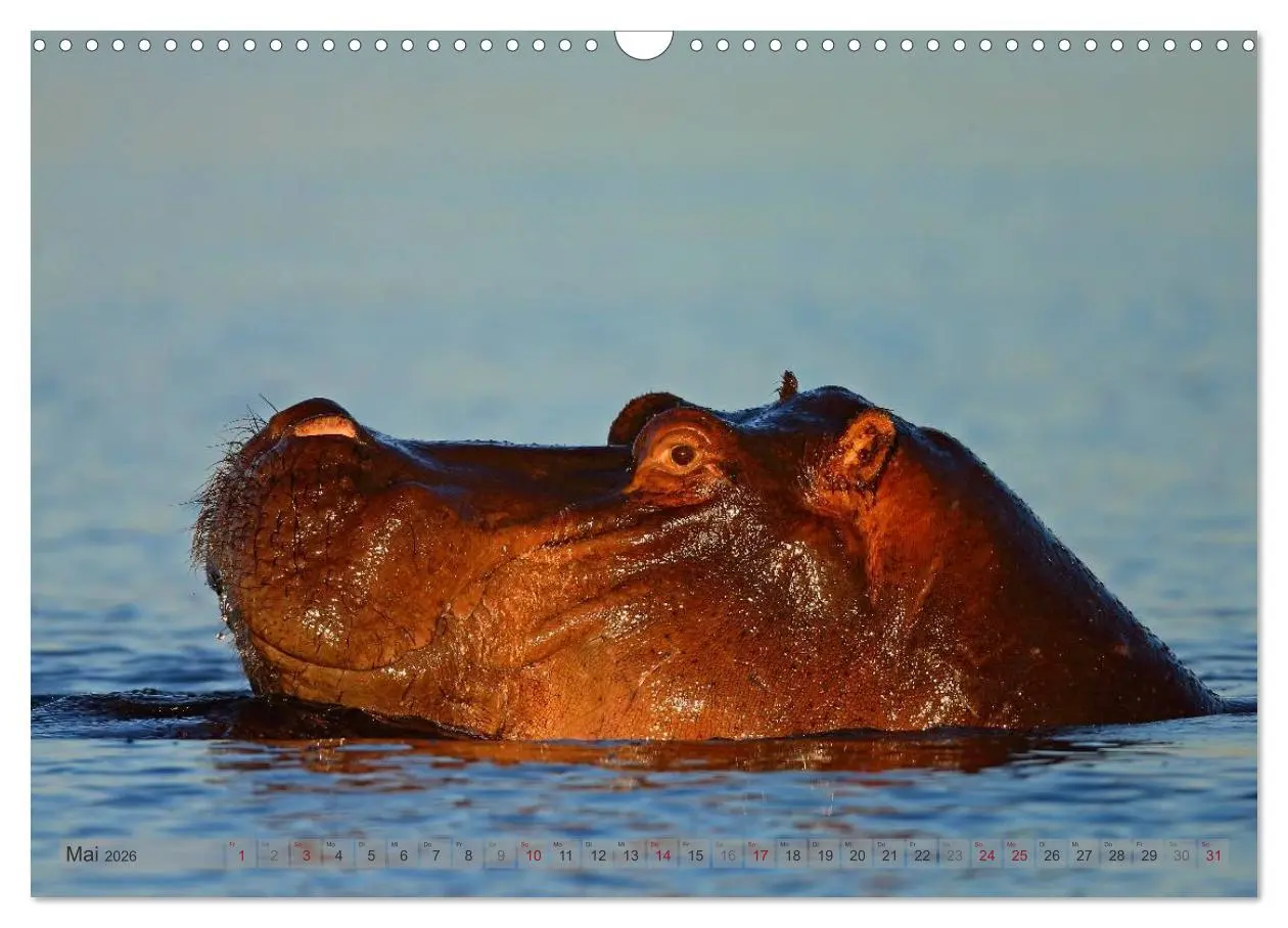 Bild: 9783516164985 | Flusspferde Magie des Augenblicks - Hippos in Afrika (Wandkalender...