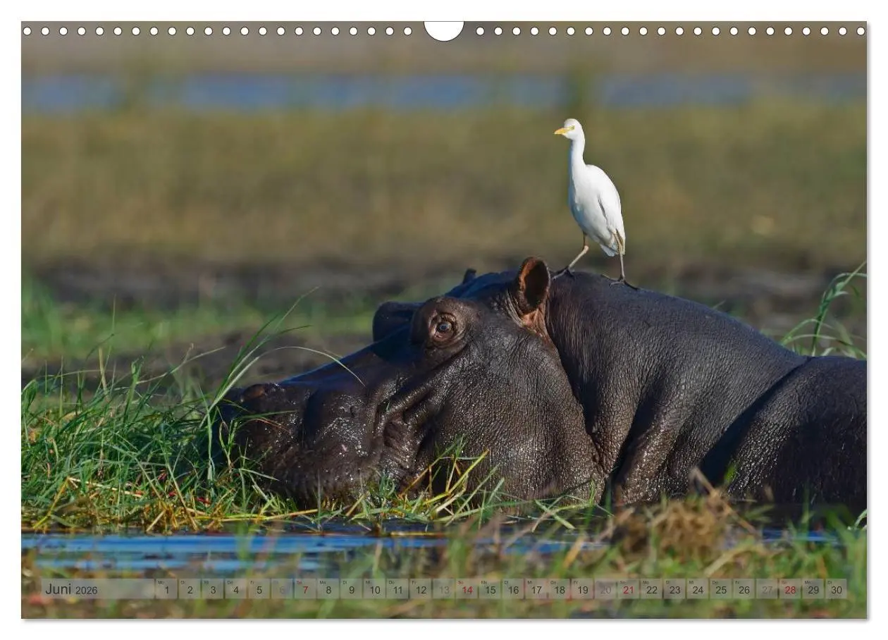 Bild: 9783516164985 | Flusspferde Magie des Augenblicks - Hippos in Afrika (Wandkalender...