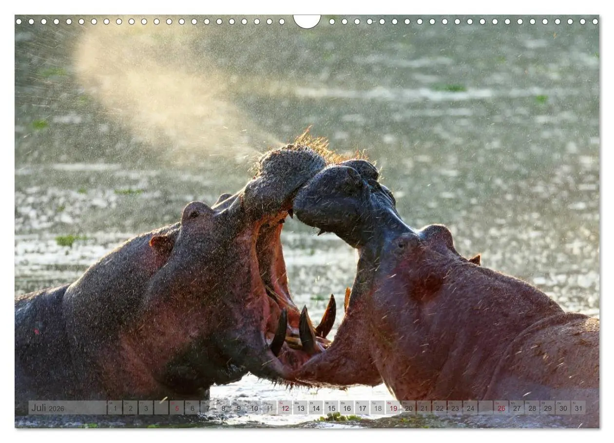 Bild: 9783516164985 | Flusspferde Magie des Augenblicks - Hippos in Afrika (Wandkalender...