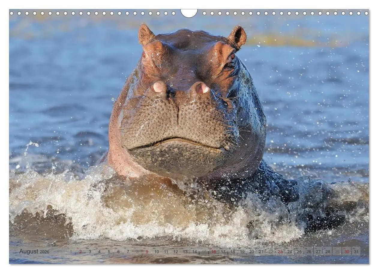 Bild: 9783516164985 | Flusspferde Magie des Augenblicks - Hippos in Afrika (Wandkalender...