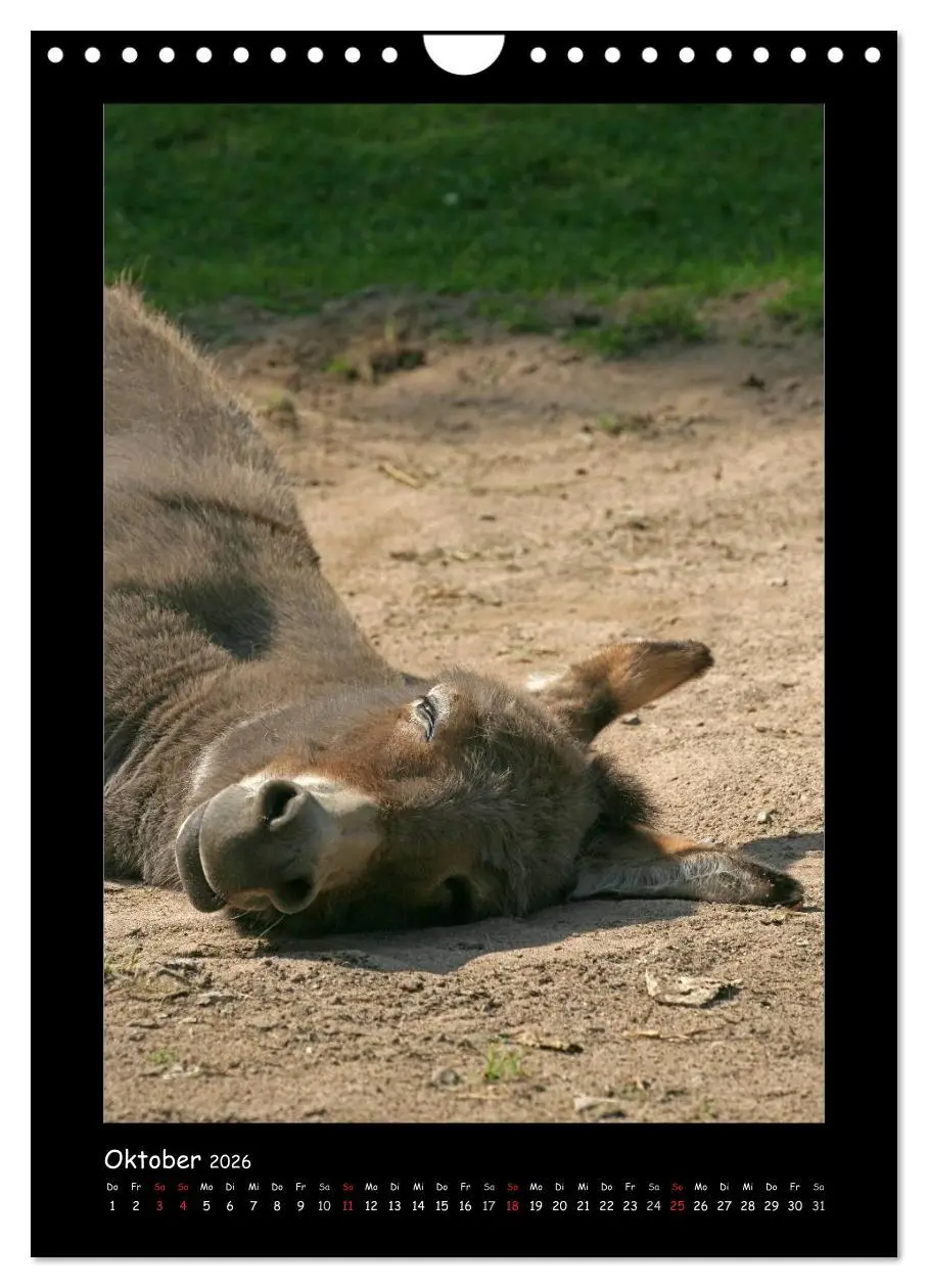 Bild: 9783516474985 | Esel und Mulis (Wandkalender 2026 DIN A4 hoch), CALVENDO...