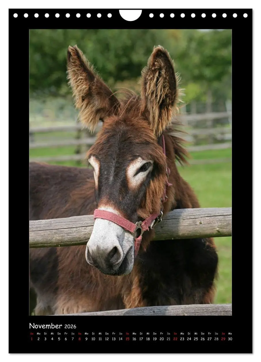 Bild: 9783516474985 | Esel und Mulis (Wandkalender 2026 DIN A4 hoch), CALVENDO...