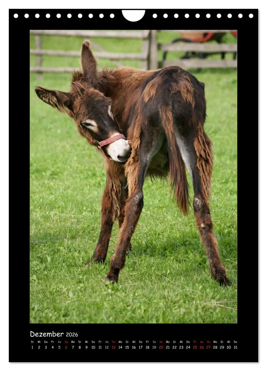 Bild: 9783516474985 | Esel und Mulis (Wandkalender 2026 DIN A4 hoch), CALVENDO...