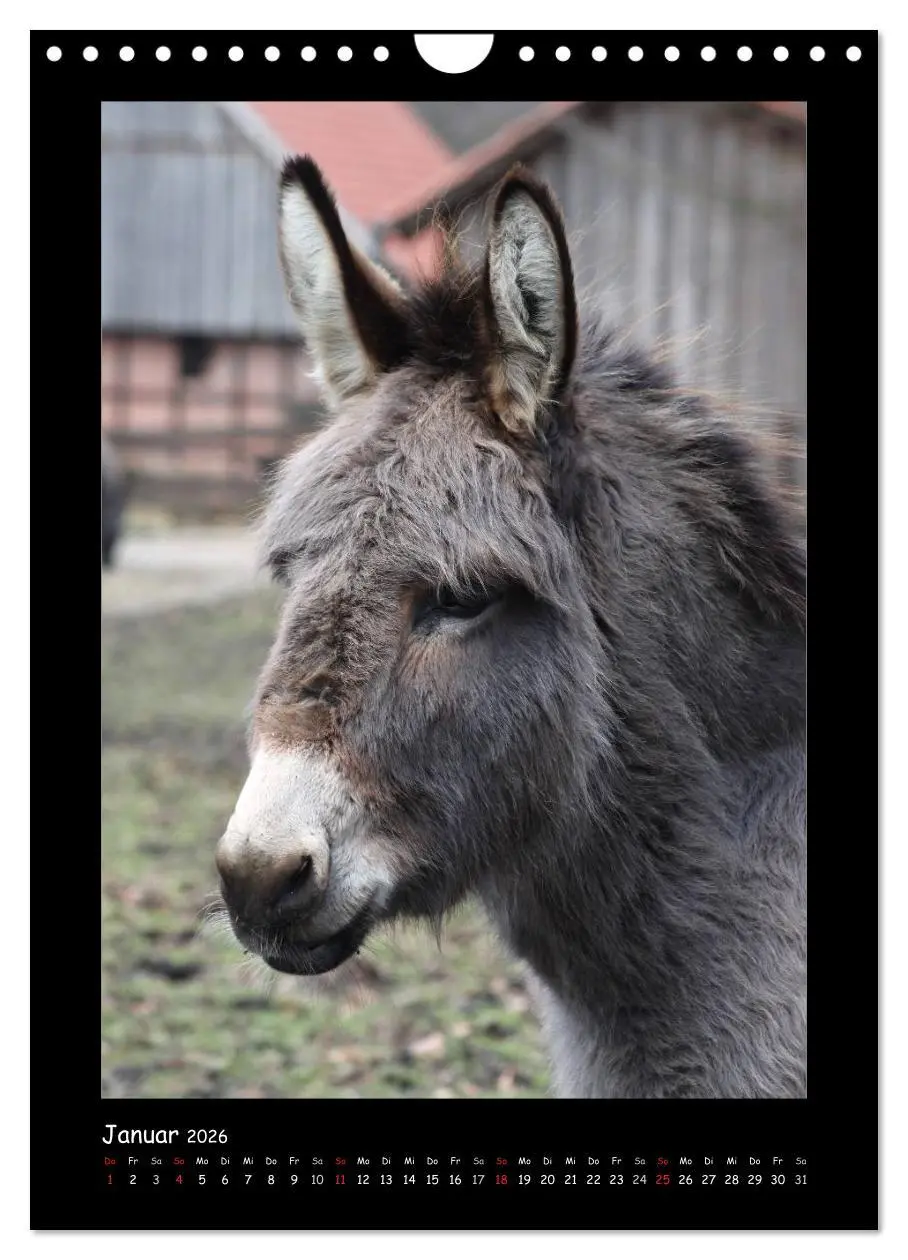 Bild: 9783516474985 | Esel und Mulis (Wandkalender 2026 DIN A4 hoch), CALVENDO...