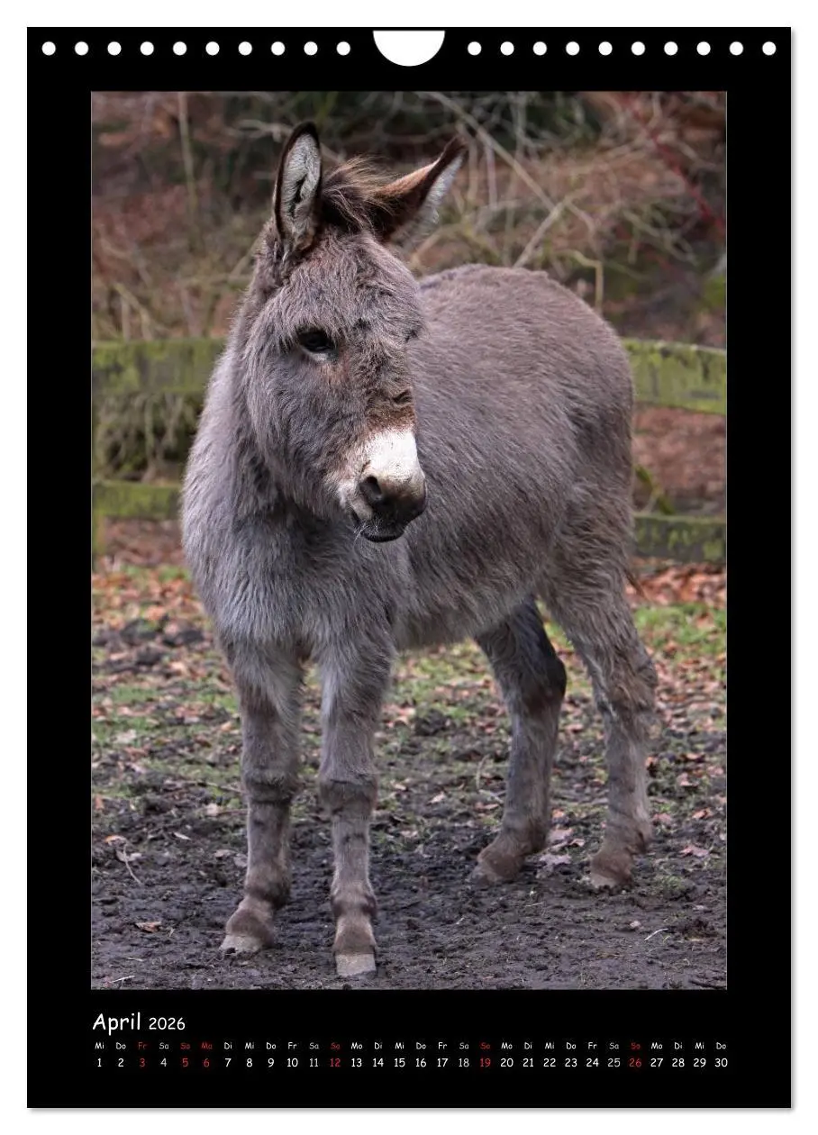 Bild: 9783516474985 | Esel und Mulis (Wandkalender 2026 DIN A4 hoch), CALVENDO...