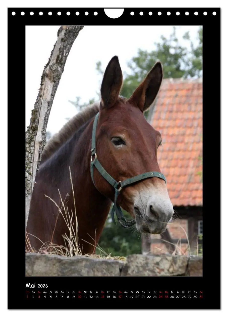 Bild: 9783516474985 | Esel und Mulis (Wandkalender 2026 DIN A4 hoch), CALVENDO...