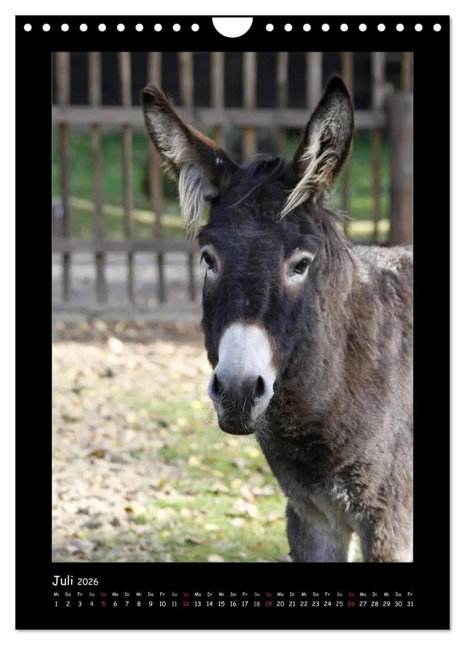 Bild: 9783516474985 | Esel und Mulis (Wandkalender 2026 DIN A4 hoch), CALVENDO...