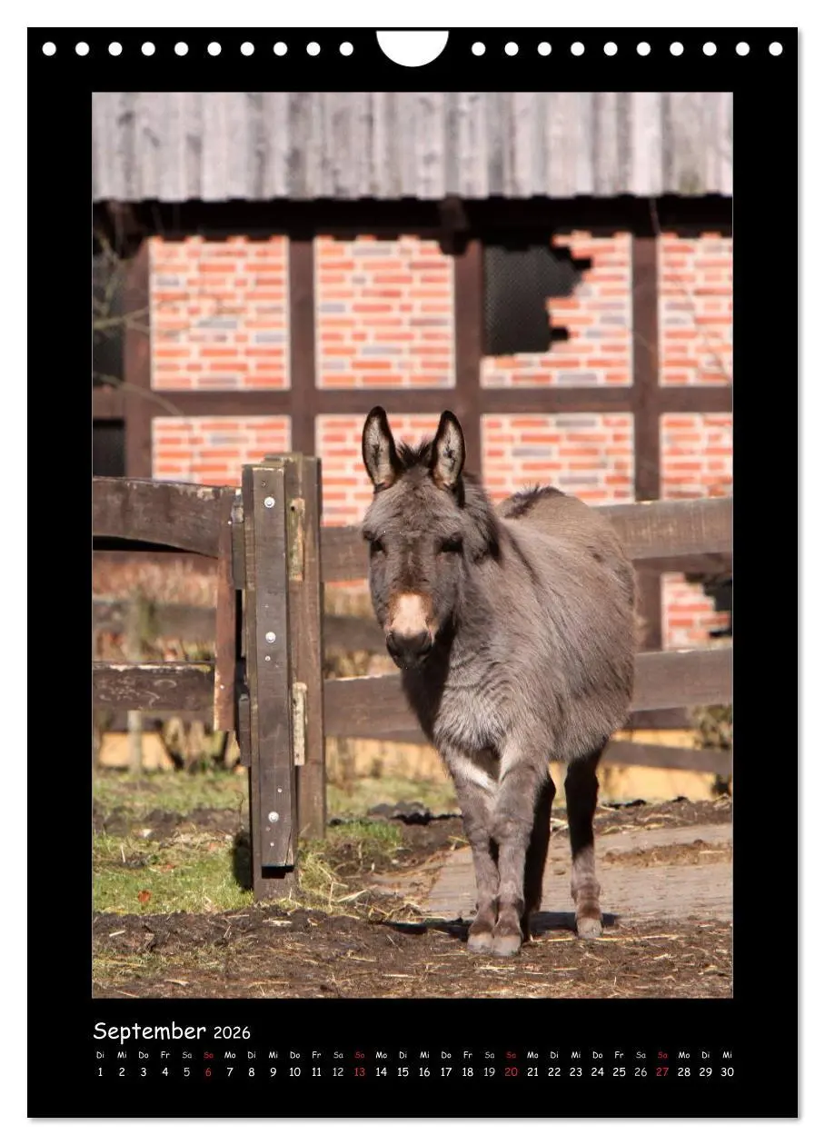 Bild: 9783516474985 | Esel und Mulis (Wandkalender 2026 DIN A4 hoch), CALVENDO...